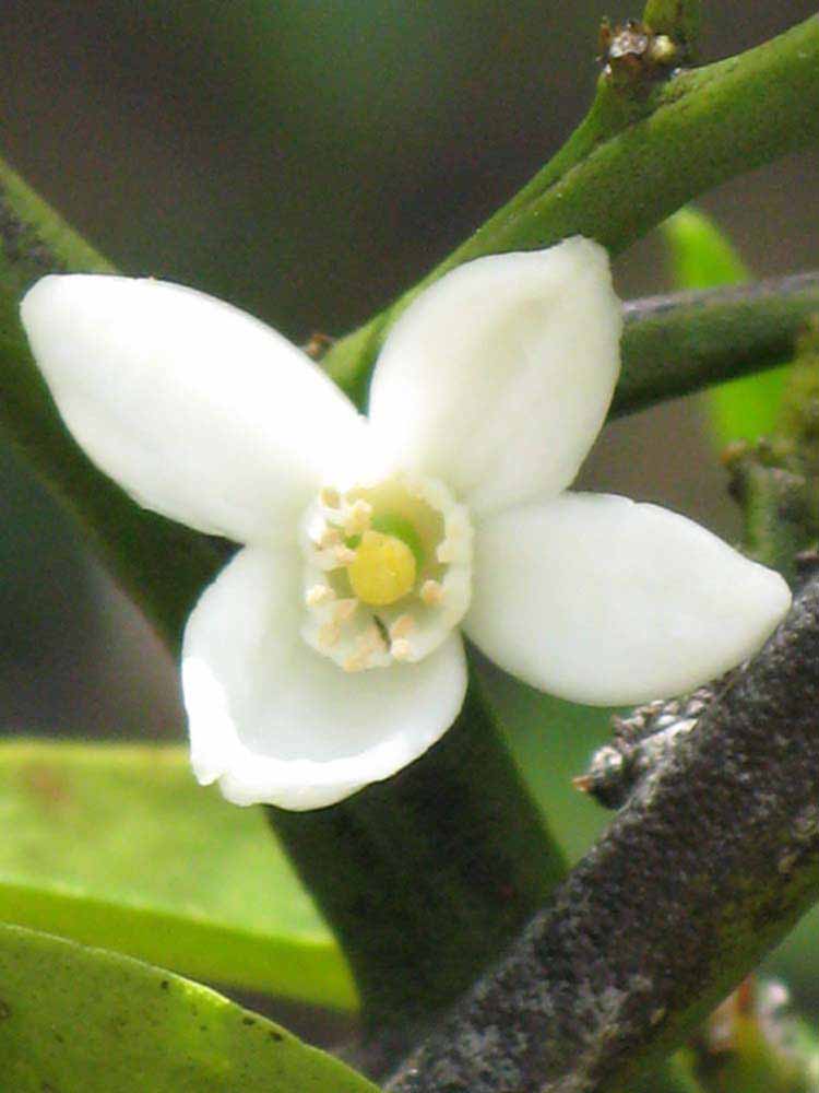              Flower (Winter Haven, FL)       